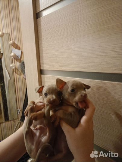 Щенки русский той-терьер