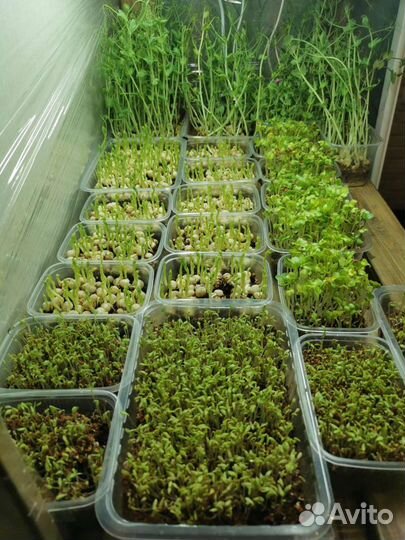 Стартовый набор ферма микрозелени