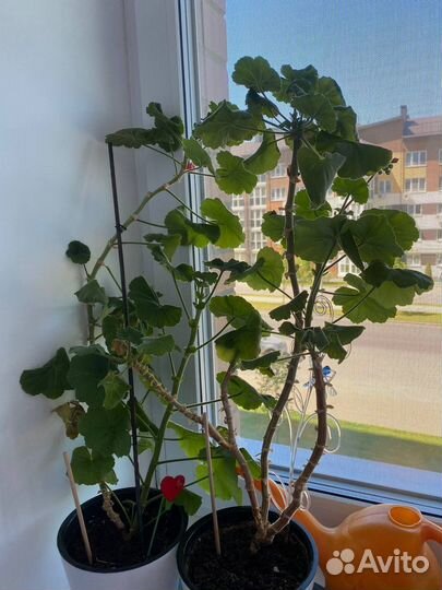 Пеларгония герань