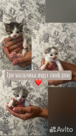 Котята в добрые руки мальчики