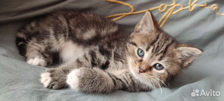 Отдам котят в хорошие руки