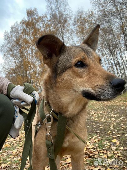 Классная собака ждёт свою семью в приюте