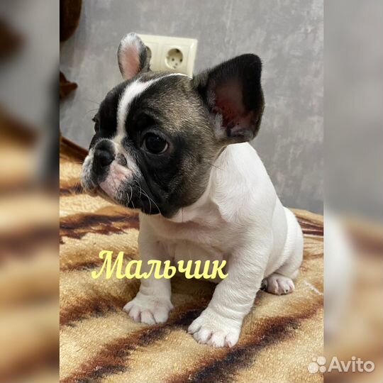 Французский бульдог щенки