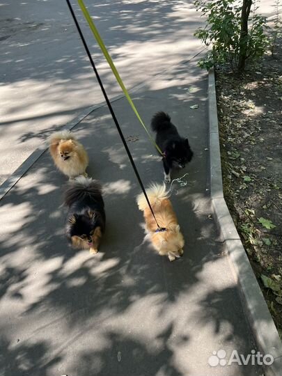 Передержка собак в домашних условиях