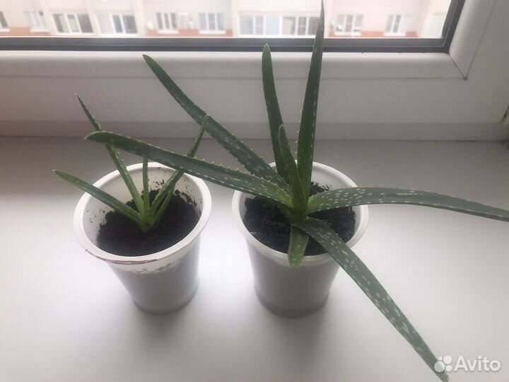 Укорененные детки алоэ