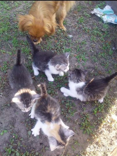 Котята в добрые руки