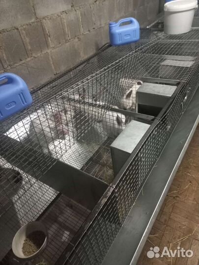 Клетки для кроликов.Откорм