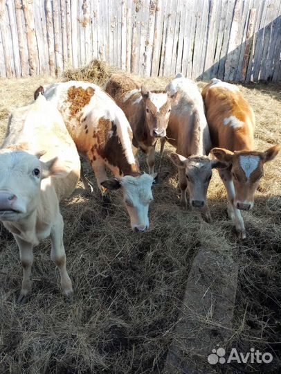 Четыре телочки и один бычок