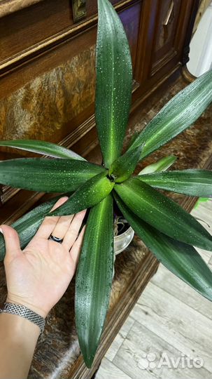 Традесканция рео