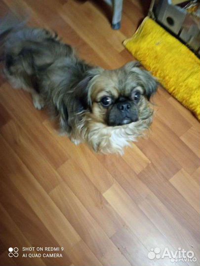 Пекинес+ши-тцу (метис)