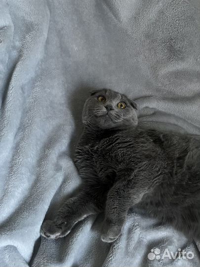 Шотландские вислоухие котята серые
