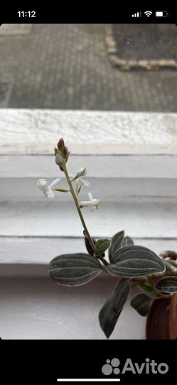 Лудизия (драгоценная орхидея)