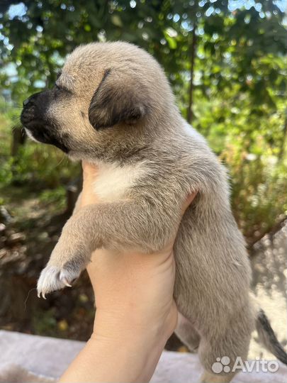 Щенки в добрые руки