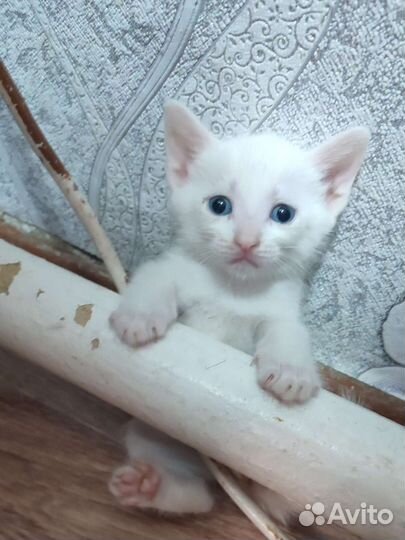 Котик бесплатно