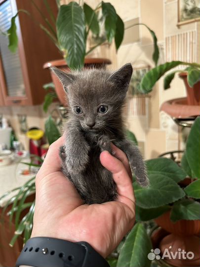 Котята русская голубая