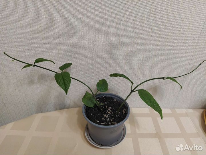 Клеродендрум Томсона