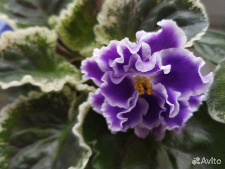 Фиалка Летние Сумерки