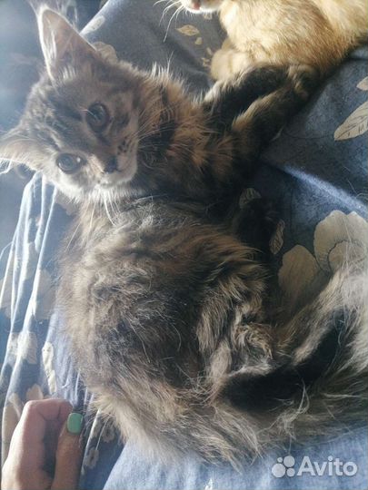 Кошка в дар