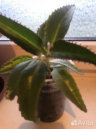 Каланхоэ лечебное