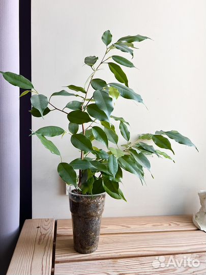 Фикус Бенджамина