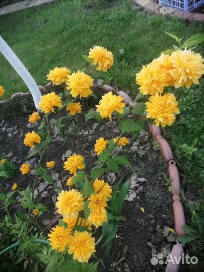 Керрия 2 вида