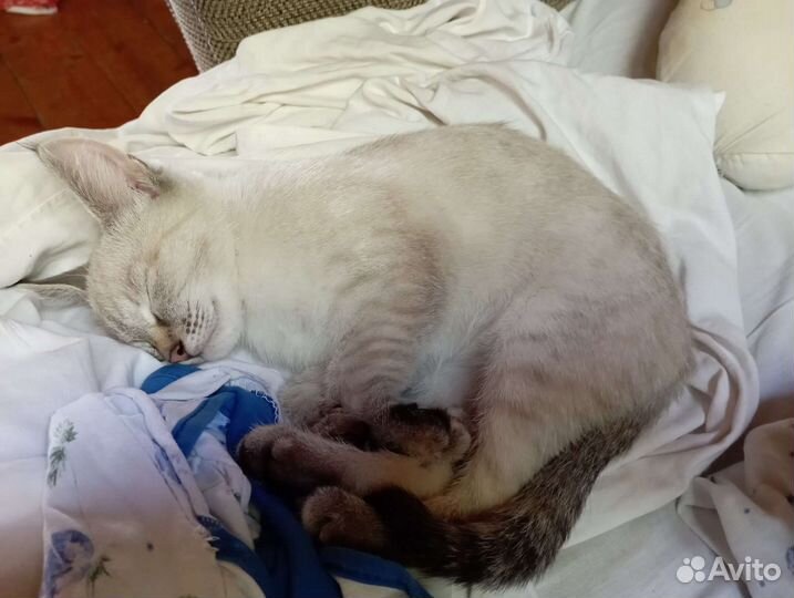 Котёнок 3мес девочка