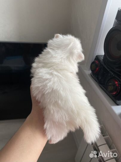 Щенки шпица