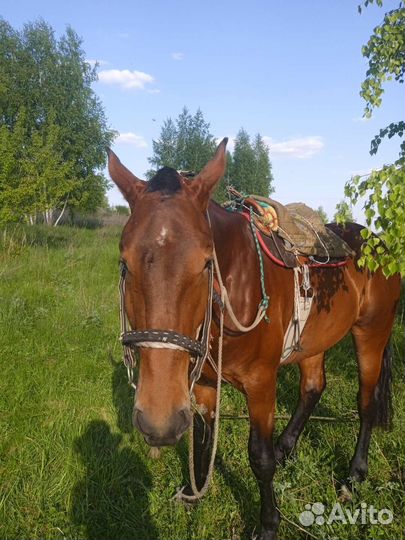 Лошадка в комплект седло