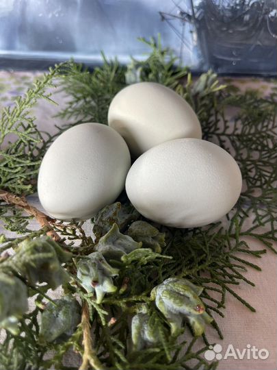 Цыплята суточные Брама, Амераукана