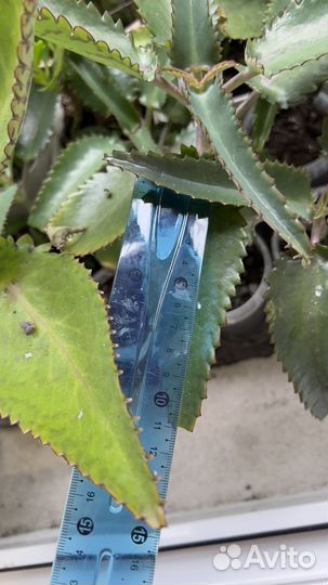 Каланхоэ лечебное