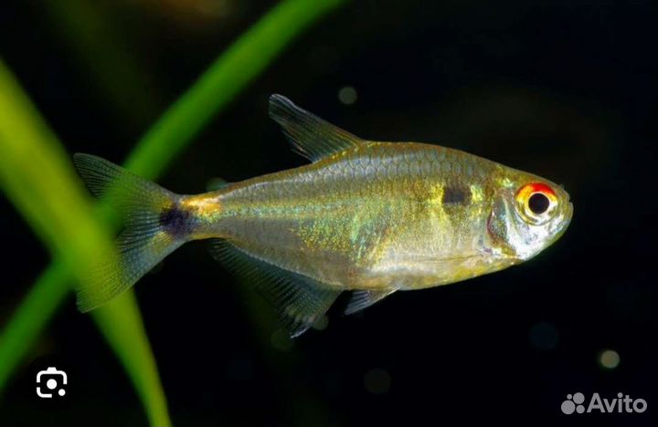 Тетра Фонарик, Королевская чёрная, Голубоглазка