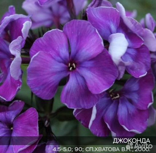 Флоксы метельчатые