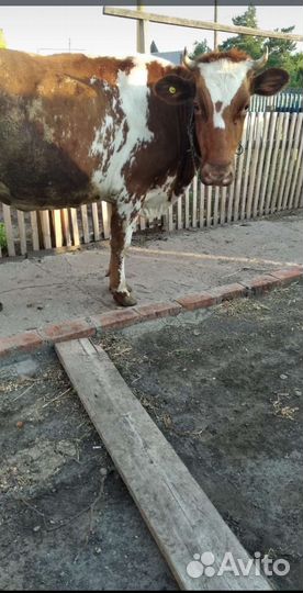 Продам коровку