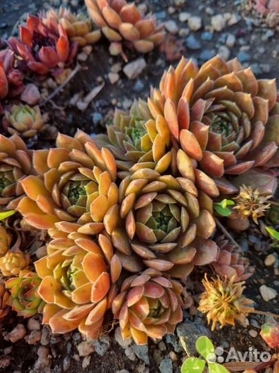 Молодило для альпийской горки