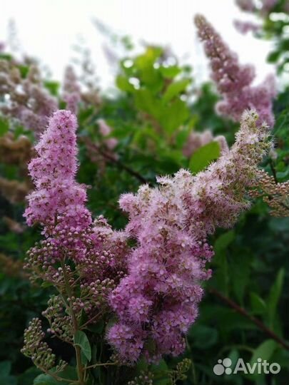 Спирея, обмен на корни пионов