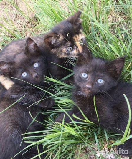 Красивые котята