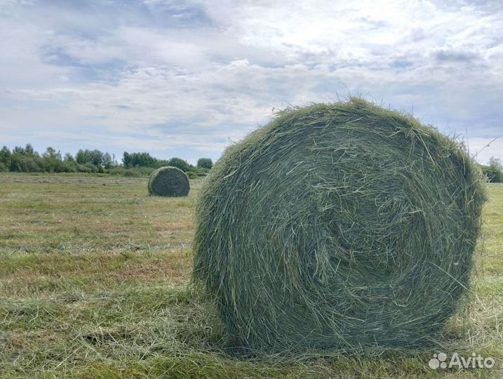 Сено в рулонах 2024