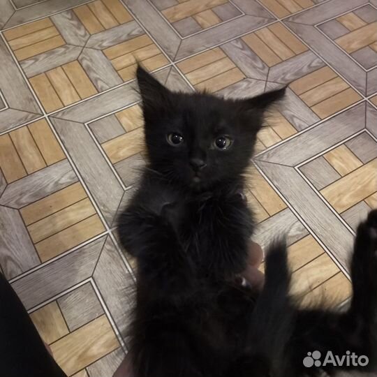 Домашние животные