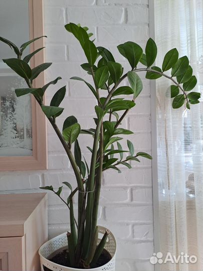 Замиокулькас