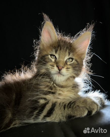 Xavier Ventura House