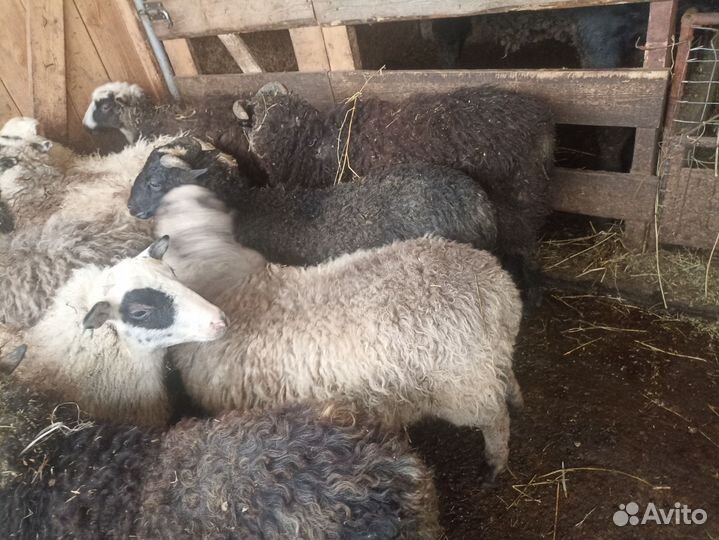 Бараны яркина Курбан