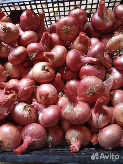 Лук семейный на посадку и перо