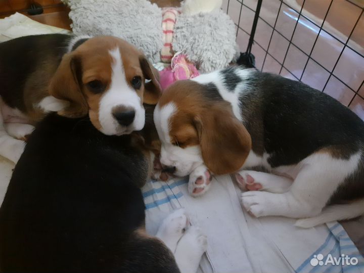 Щенки породы бигль