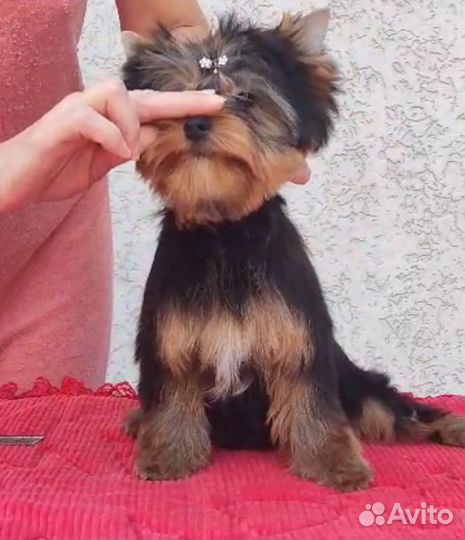 Йоркширский терьер девочка