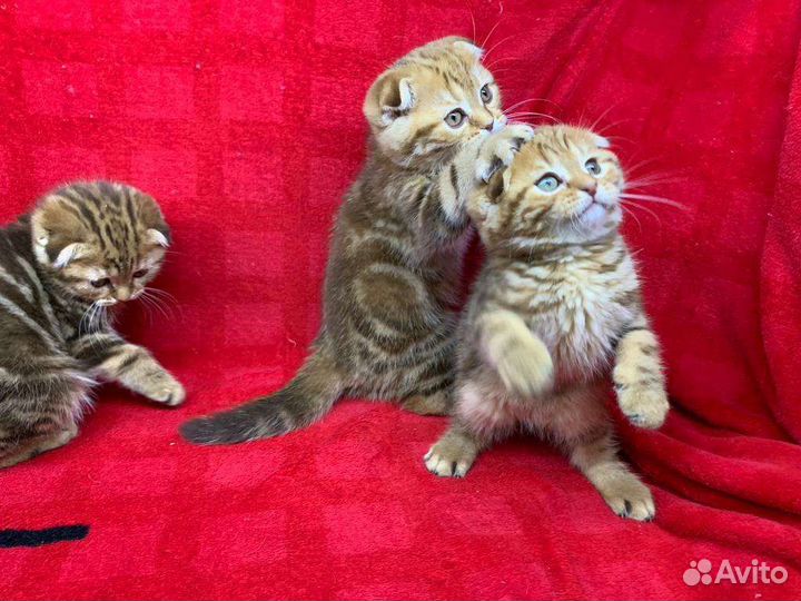 Шотландские вислоухие котята мраморные