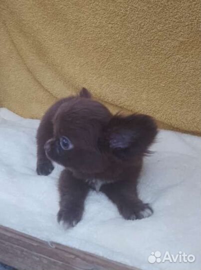 Мини мальЧих