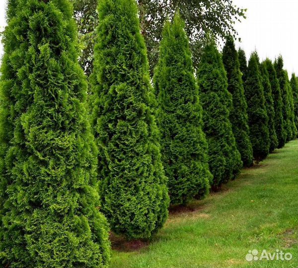 Туи брабант