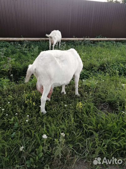 Зааненская дойная коза и козочка