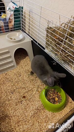 Декоративный кролик (лисий)