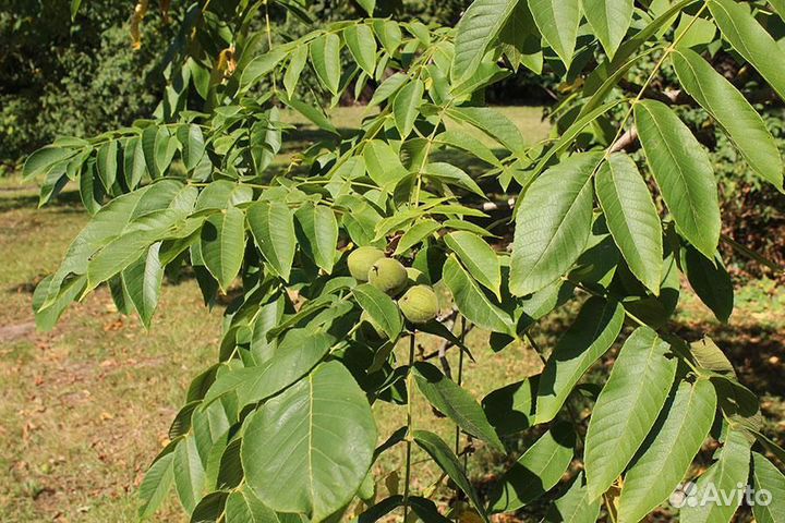 Саженцы маньчжурского ореха